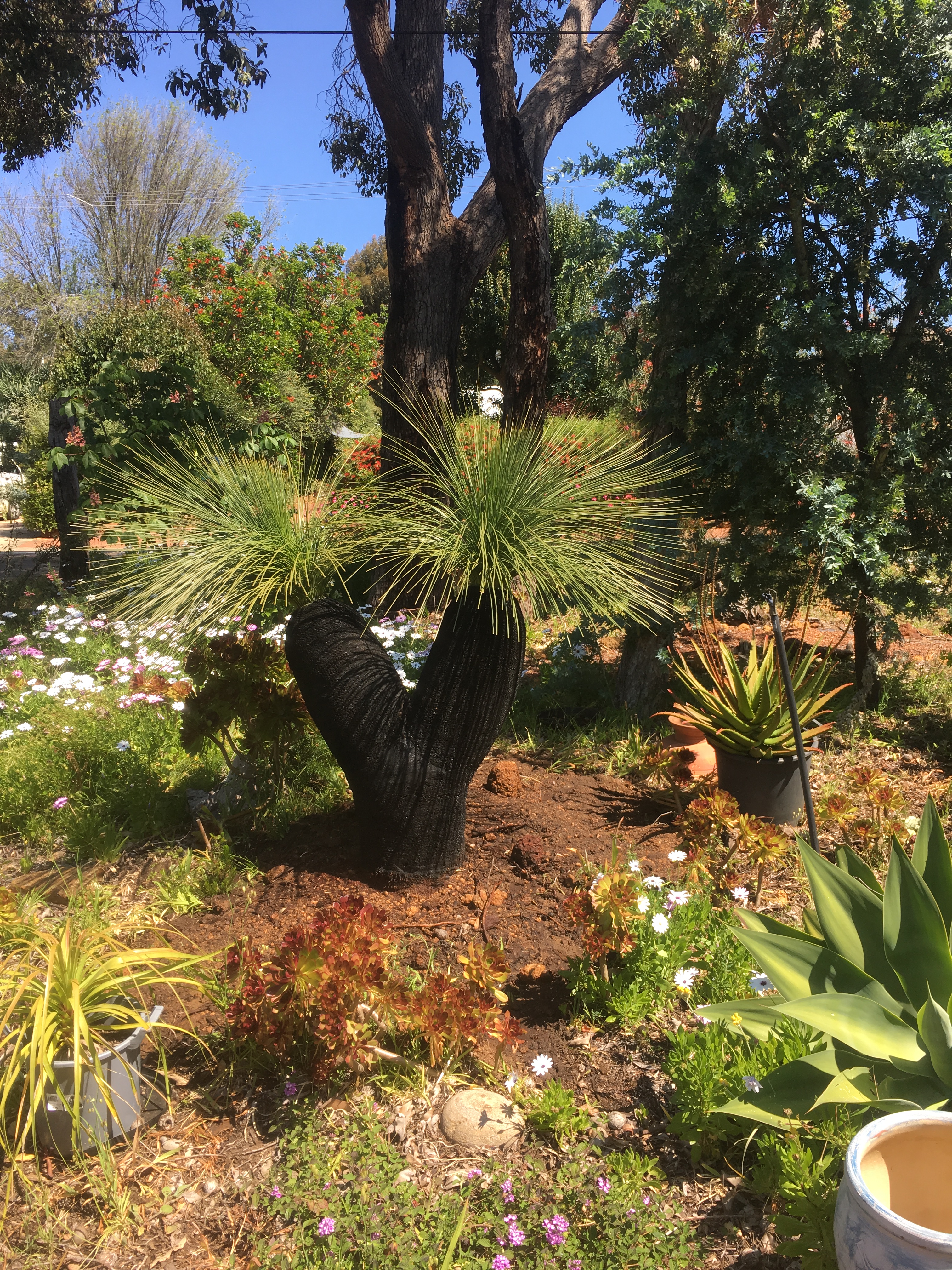 Residential Grasstrees Australia Residential Grasstrees Australia