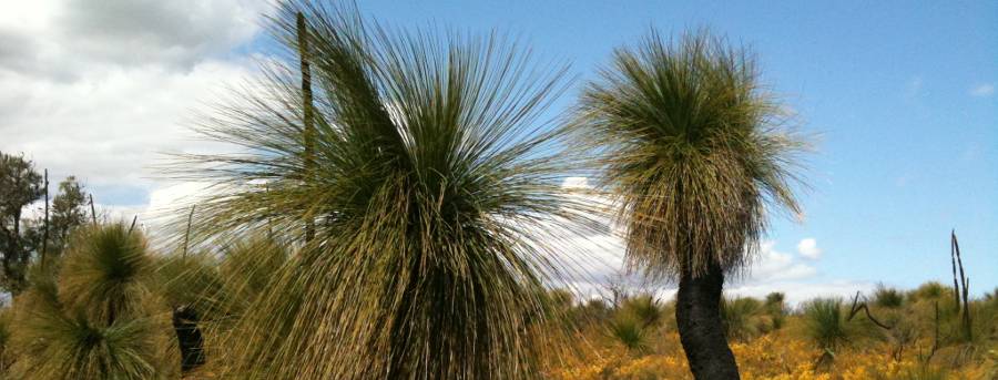 Native Plants | Grasstrees Australia